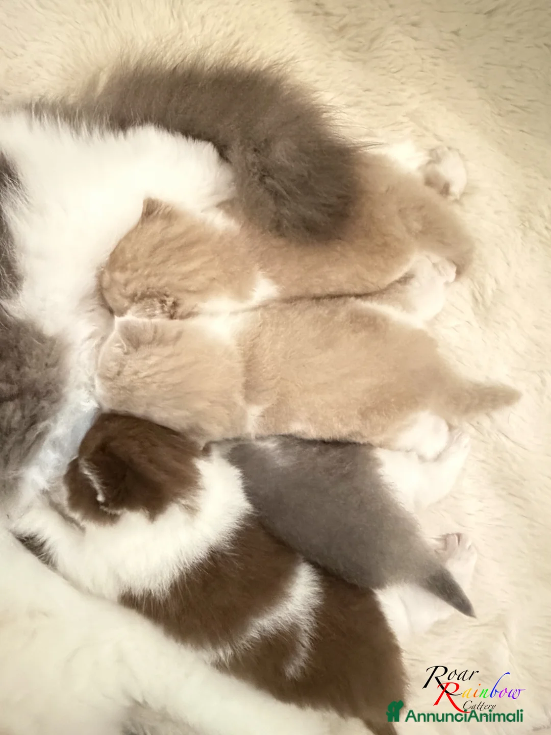 British gatti in vendita: Gattini British - Annuncio 2