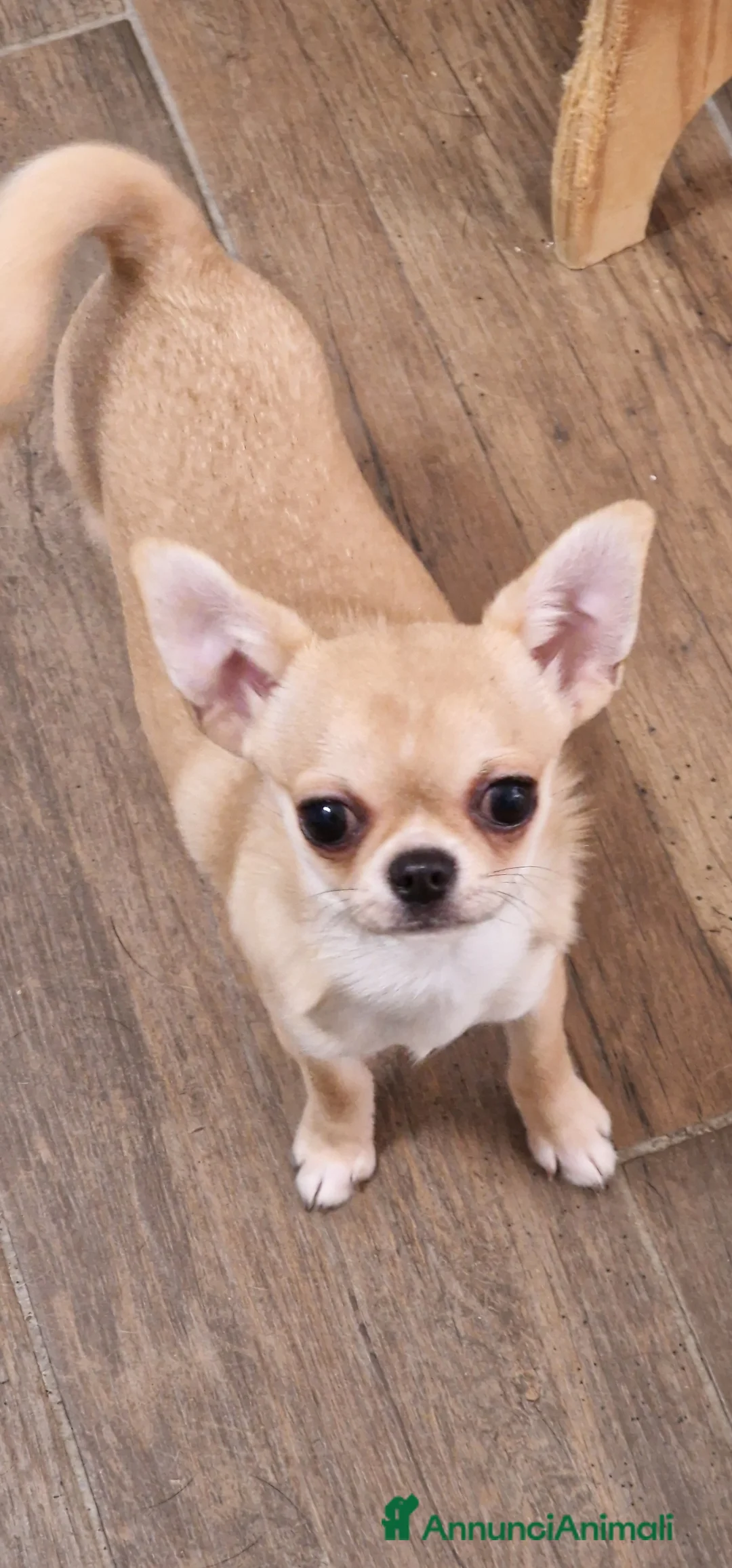 Chihuahua cani in vendita: Chihuahua femmina - Annuncio 1
