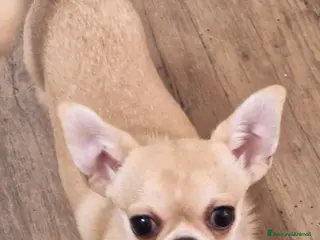 Chihuahua cani Chihuahua femmina - Annuncio 13