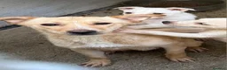 Meticcio cani in regalo: Mamma e cuccioli nati in canile! SOS CALABRIA - Annuncio 2