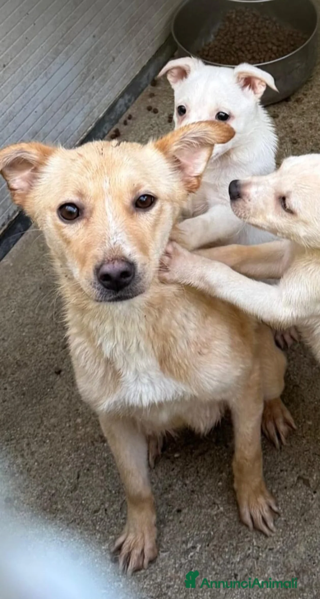 Meticcio cani in regalo: Mamma e cuccioli nati in canile! SOS CALABRIA - Annuncio 2
