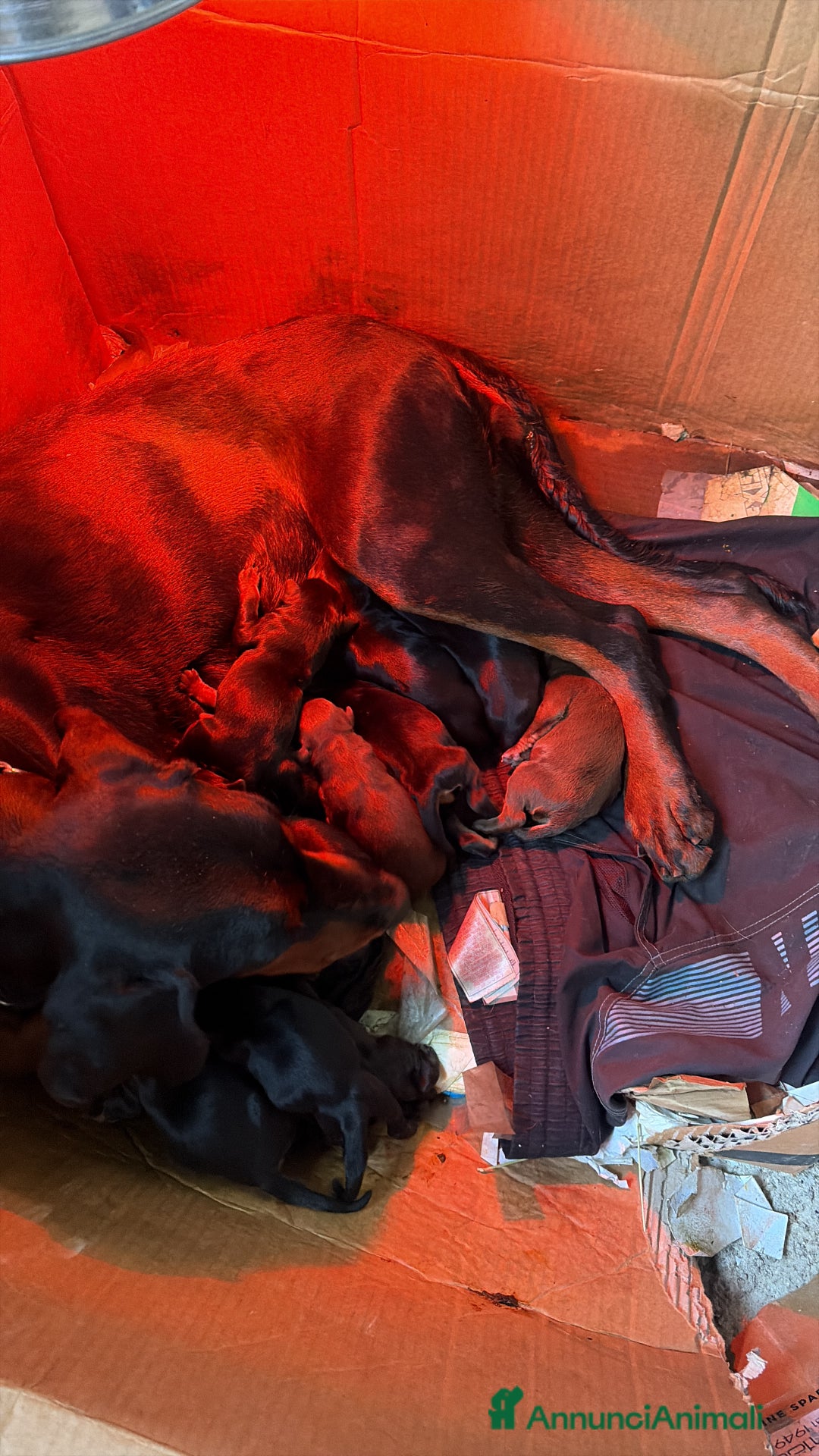 Dobermann cani in vendita: Cuccioli di dobermann - Annuncio 3