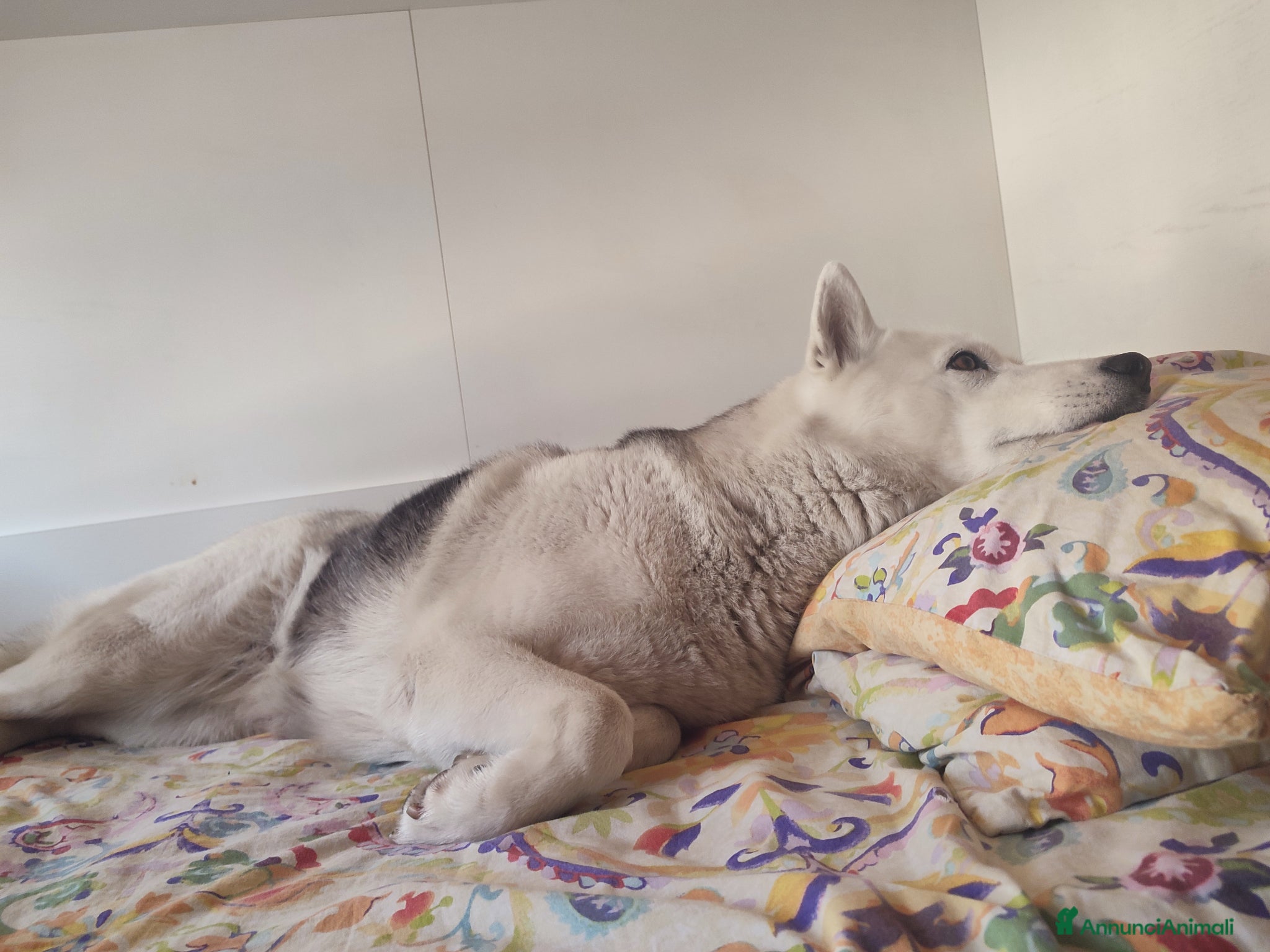 Husky cani Noah  - Annuncio 3