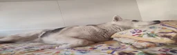 Husky cani in regalo: Noah  a Città Metropolitana di Venezia - Annuncio 1