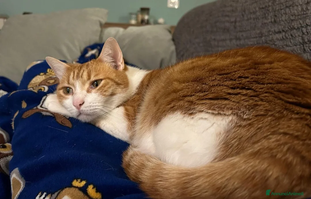 Europeo gatti in regalo: JAMIE ed EMY, teneri mici in adozione! - Annuncio 4