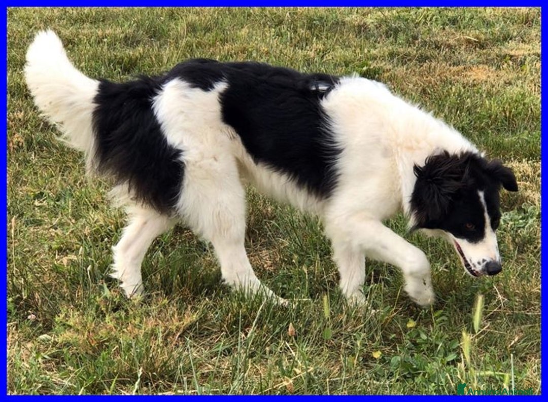 Meticcio cani in regalo: PETRUX  buono con tutti!Adora l'acqua - Annuncio 5