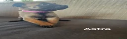 Pastore Belga cani in vendita: Cuccioli di Cane da Pastore Belga Malinois - Annuncio 9