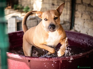 American Staffordshire cani Sofy: giovane molossina socievole e affettuosa - Annuncio 37