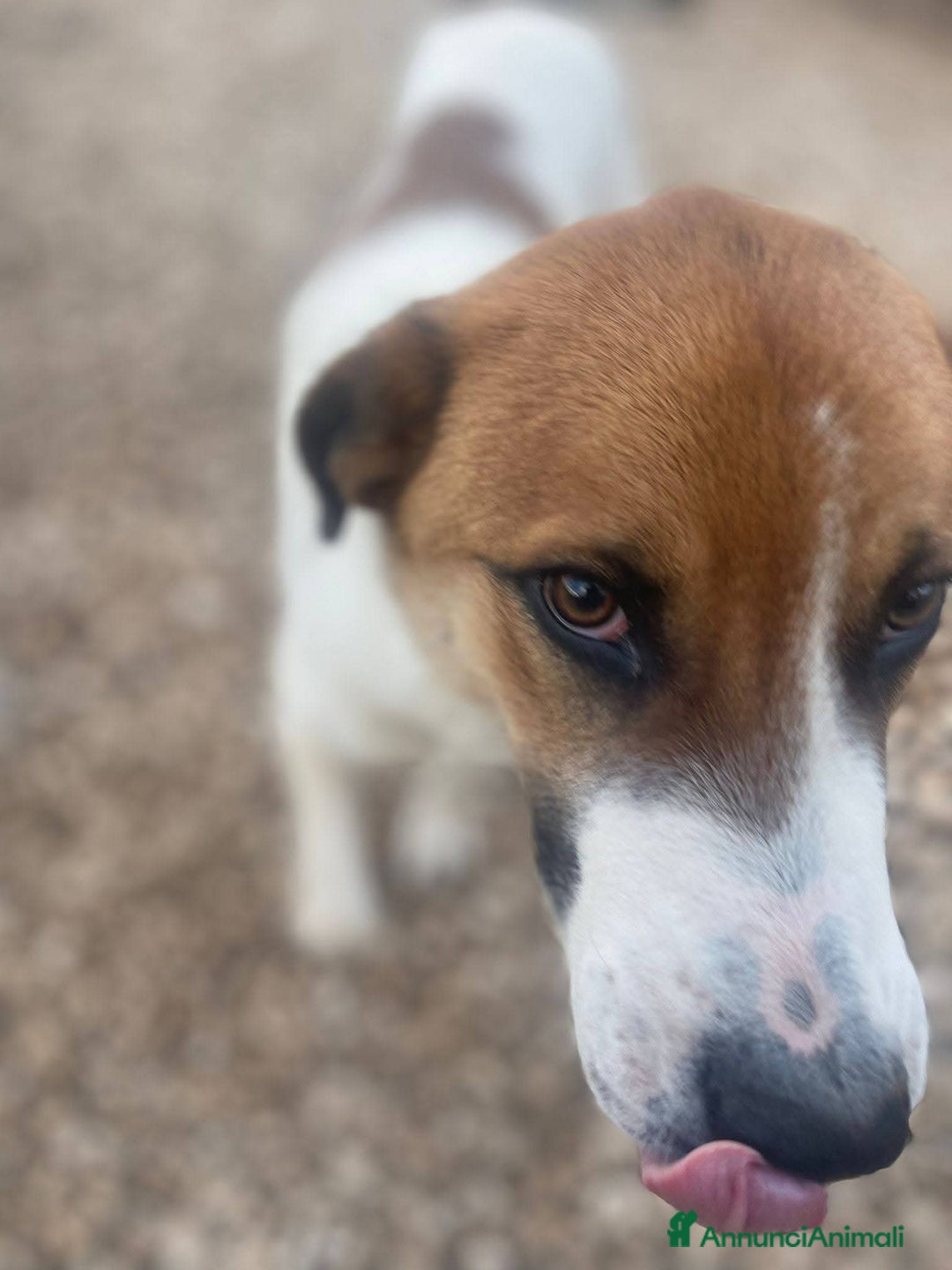 Meticcio cani in regalo: 6 mesi, cagnolino dolce e affettuoso  - Annuncio 3