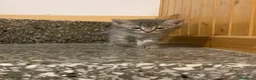 Meticcio gatti in vendita: Gattino grigio  - Annuncio 4