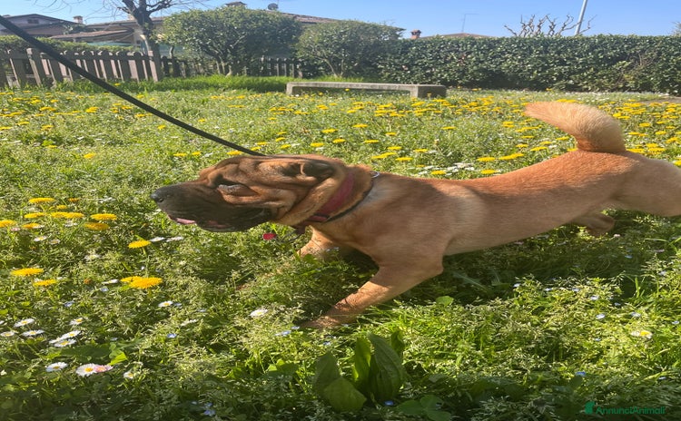 Shar Pei cani a Provincia di Bergamo - Annuncio 1