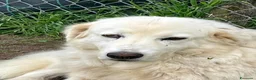 Meticcio cani in regalo: CAMILLA HA BISOGNO DI UNA VERA FAMIGLIA - Annuncio 3