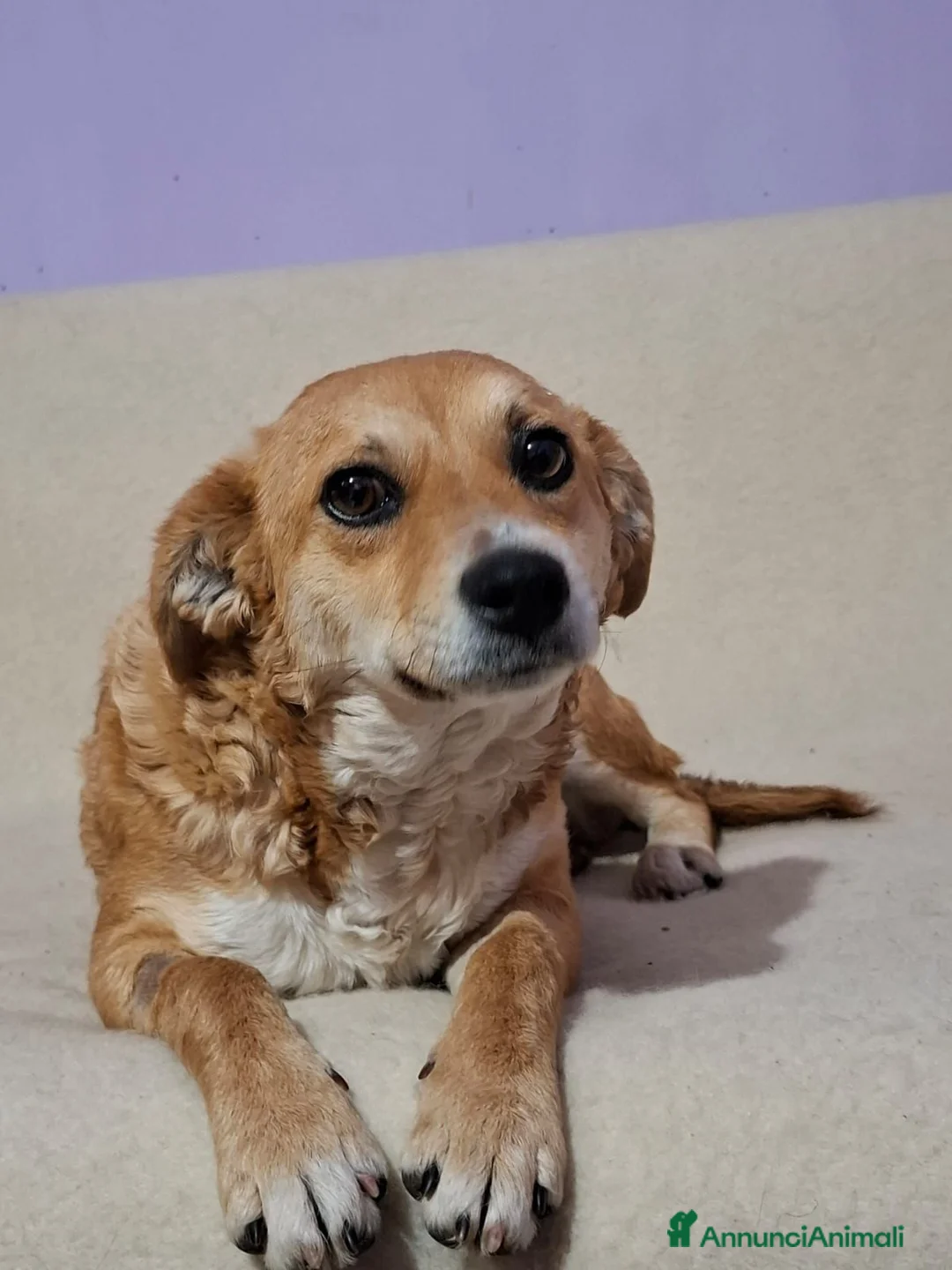 Meticcio cani in regalo: CAGNOLINA TG P - Annuncio 2