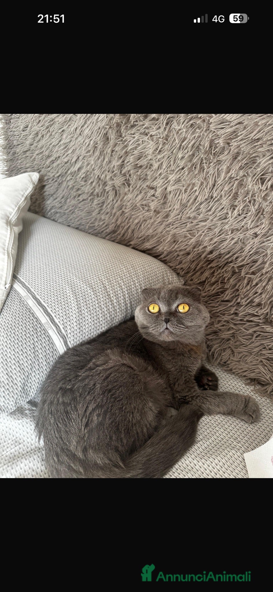Scottish gatti Scottish fold e Scottish Straight  - Annuncio 1