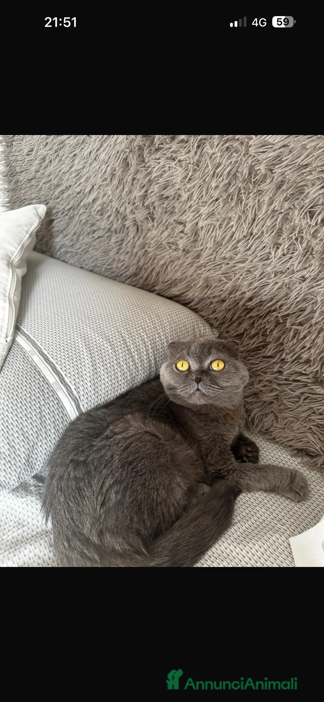 Scottish gatti in vendita: Scottish fold e Scottish Straight  - Annuncio 1