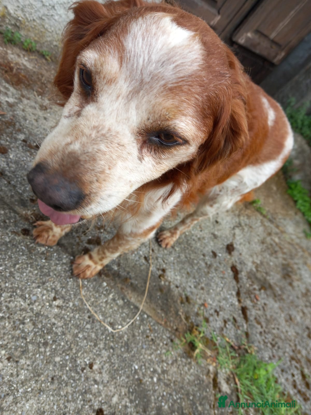 Breton cani in regalo: Breton 15anni senza riparo e non in salute!! LUCCA - Annuncio 3