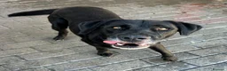 Labrador cani in regalo: ELIJA CAGNOLINA D'ORO - Annuncio 4