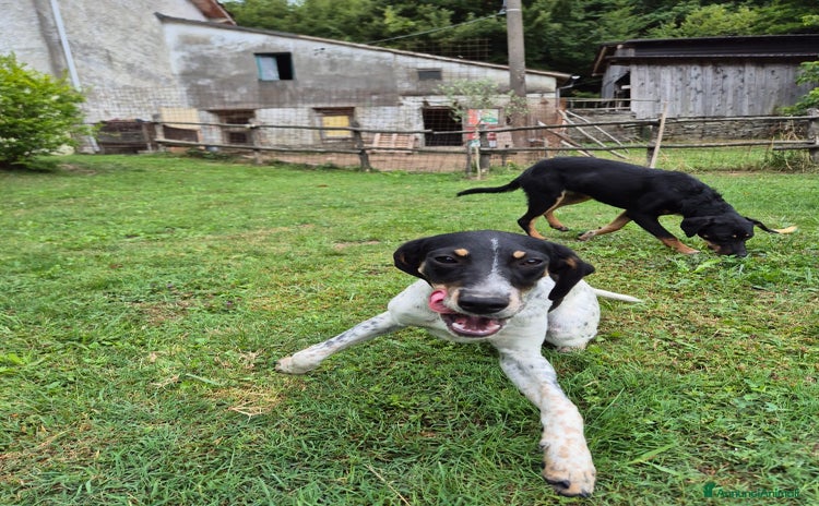Meticcio cani a Città Metropolitana di Firenze - Annuncio 2