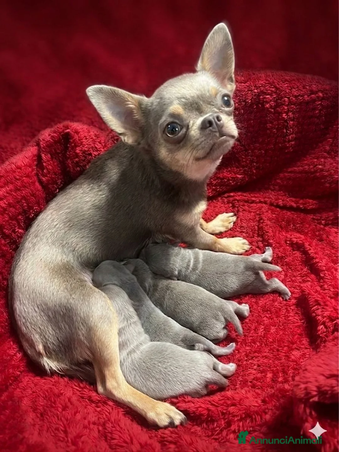 Chihuahua cani in vendita: Cuccioli di Chihuahua lilac con pedigree - Annuncio 1