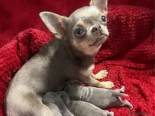 Chihuahua cani Cuccioli di Chihuahua lilac con pedigree - Annuncio 1