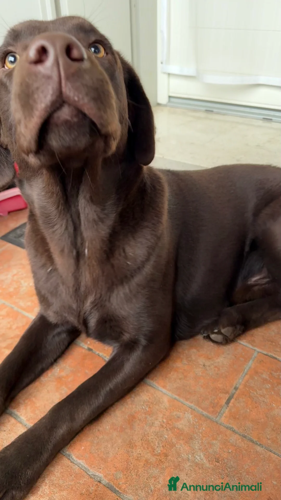 Labrador cani in vendita: Cucciolo Labrador Cioccolato - Annuncio 4