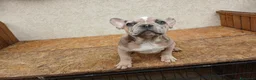 Bulldog Francese cani in vendita: Bulldog francese blu and tan - Annuncio 5