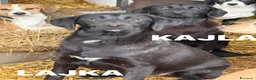 Meticcio cani in regalo: LAJKA e KAJLA, dolci cucciole invisibili. - Annuncio 7
