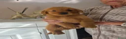 Golden Retriever cani in vendita: Goldel Retriever (Tipo Americano) - Annuncio 7