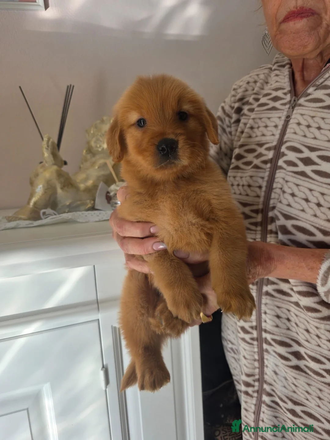 Golden Retriever cani in vendita: Goldel Retriever (Tipo Americano) - Annuncio 7