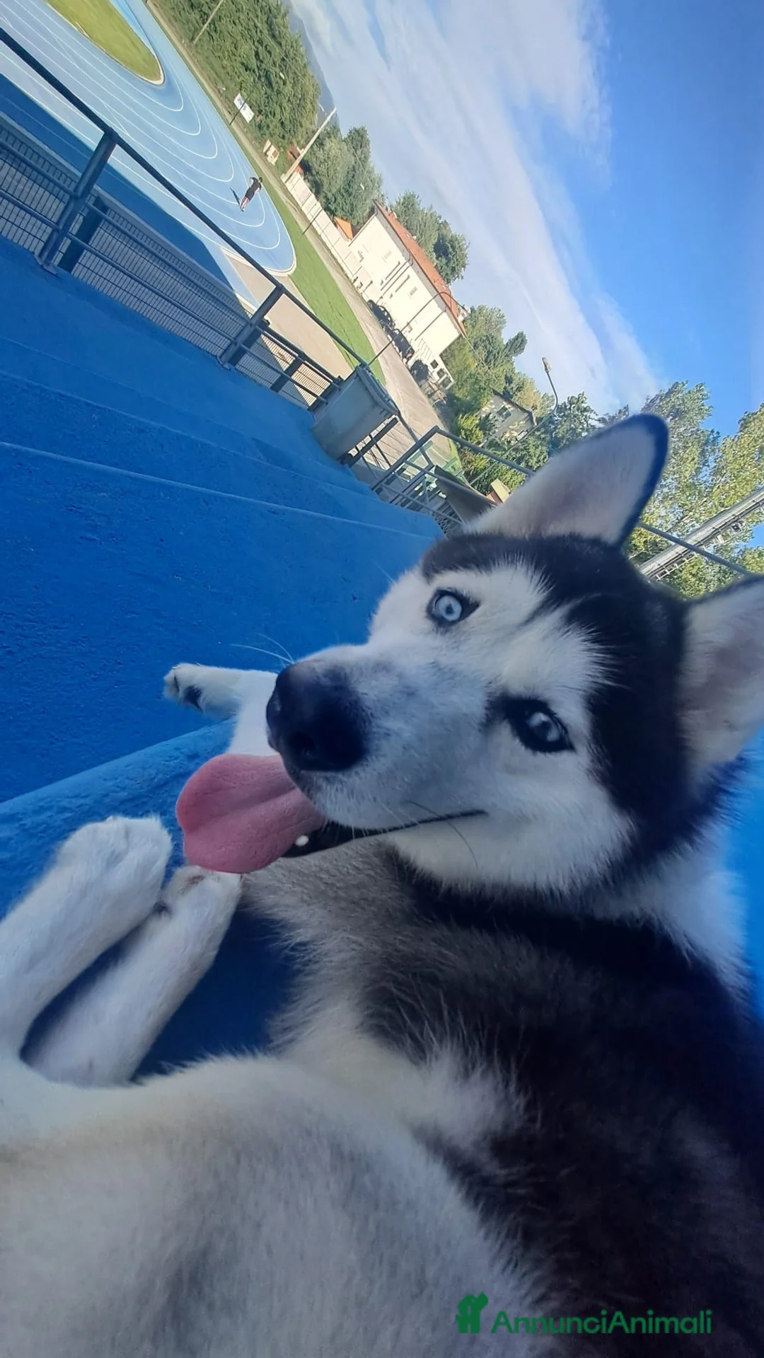 Husky cani in regalo: regalo husky maschio 5 anni a Provincia di Lucca - Annuncio 1