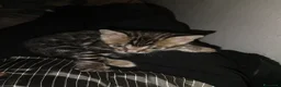 Bengala gatti in vendita: Gattina Bengala con pedigree - Annuncio 8