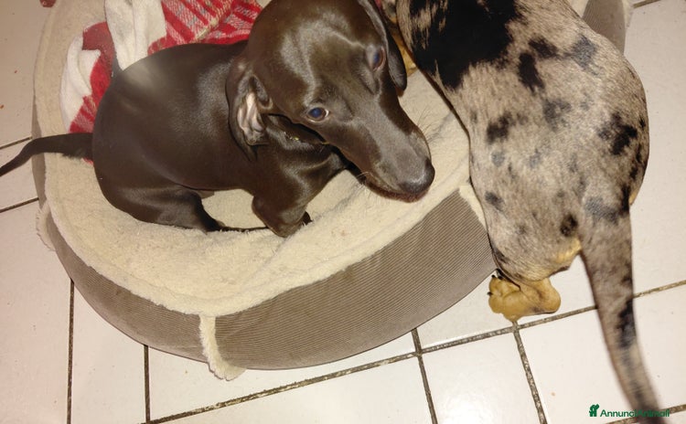 Bassotto cani a Provincia di Avellino - Annuncio 9