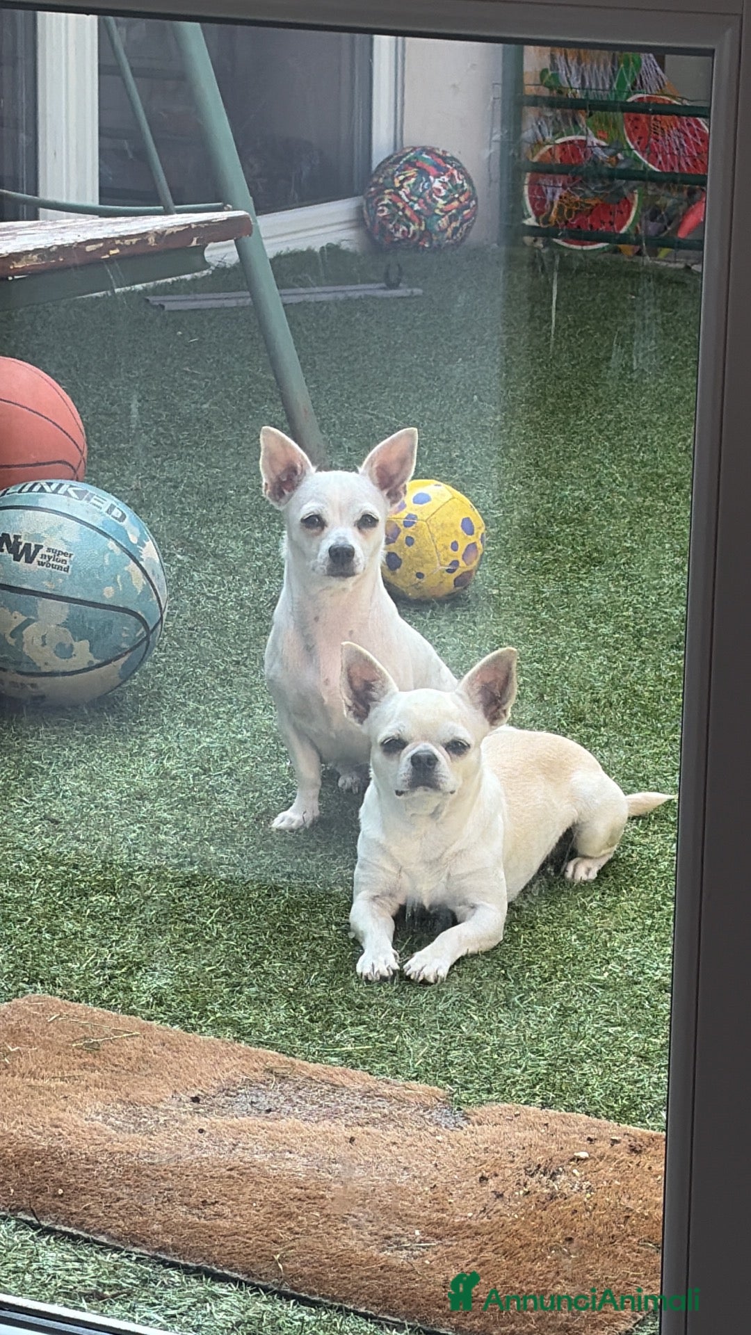 Chihuahua cani Vendita  - Annuncio 1