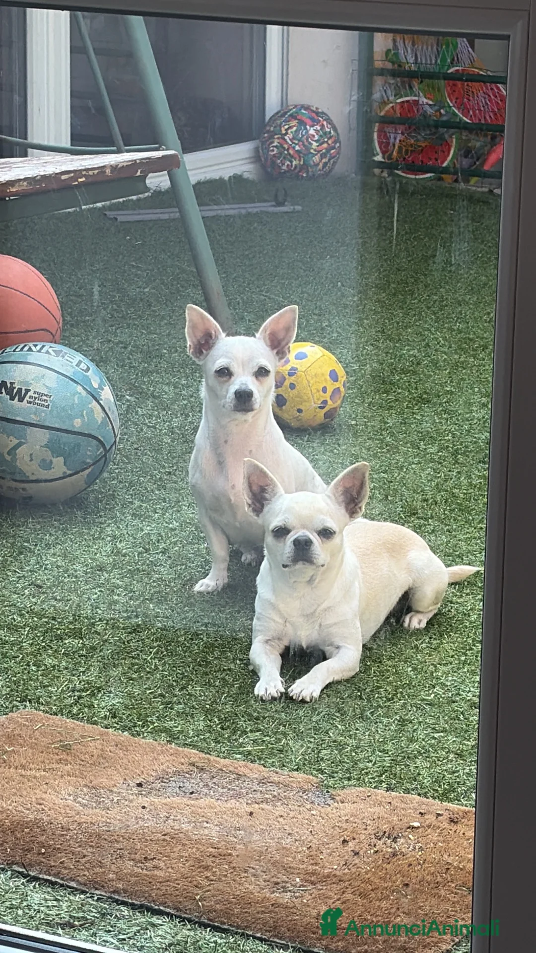 Chihuahua cani in vendita: Vendita  a Provincia di Varese - Annuncio 1
