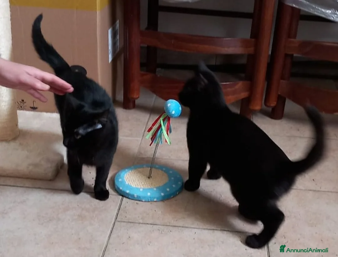 Meticcio gatti in regalo: Cloe e Black fratellini indivisibili - Annuncio 1