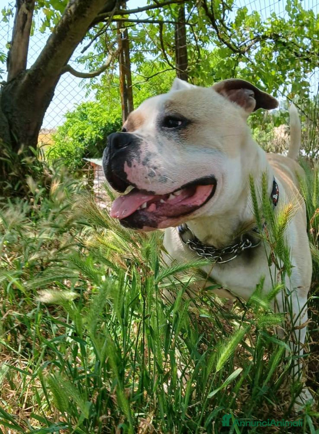 Altre razze cani in regalo: Ettore, splendido, un anno, cerca casa  a Città metropolitana di Roma Capitale - Annuncio 2