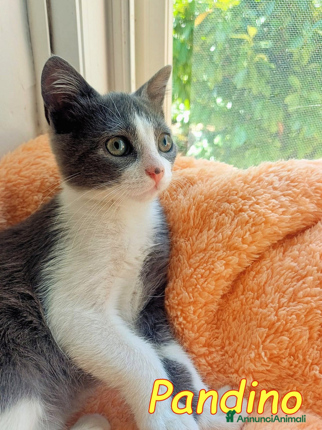 Europeo gatti in regalo: iss Frangetta e Pandino 💕 - Immagine 4