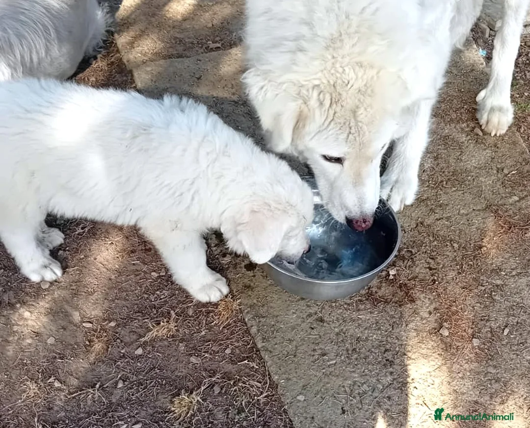 Pastore Abbruzzese Maremmano cani in regalo: BRENNO raggiante cucciolo mix PMA, 5 mesi - Annuncio 2
