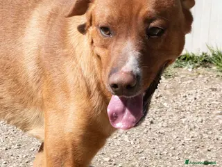 Meticcio cani CORFU' CUCCIOLONE INVISIBILE a Provincia di Pistoia - Annuncio 5