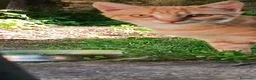 Europeo gatti in regalo: BRIOSCINA GATTIN DOLCISSIMA a Città metropolitana di Roma Capitale - Annuncio 2