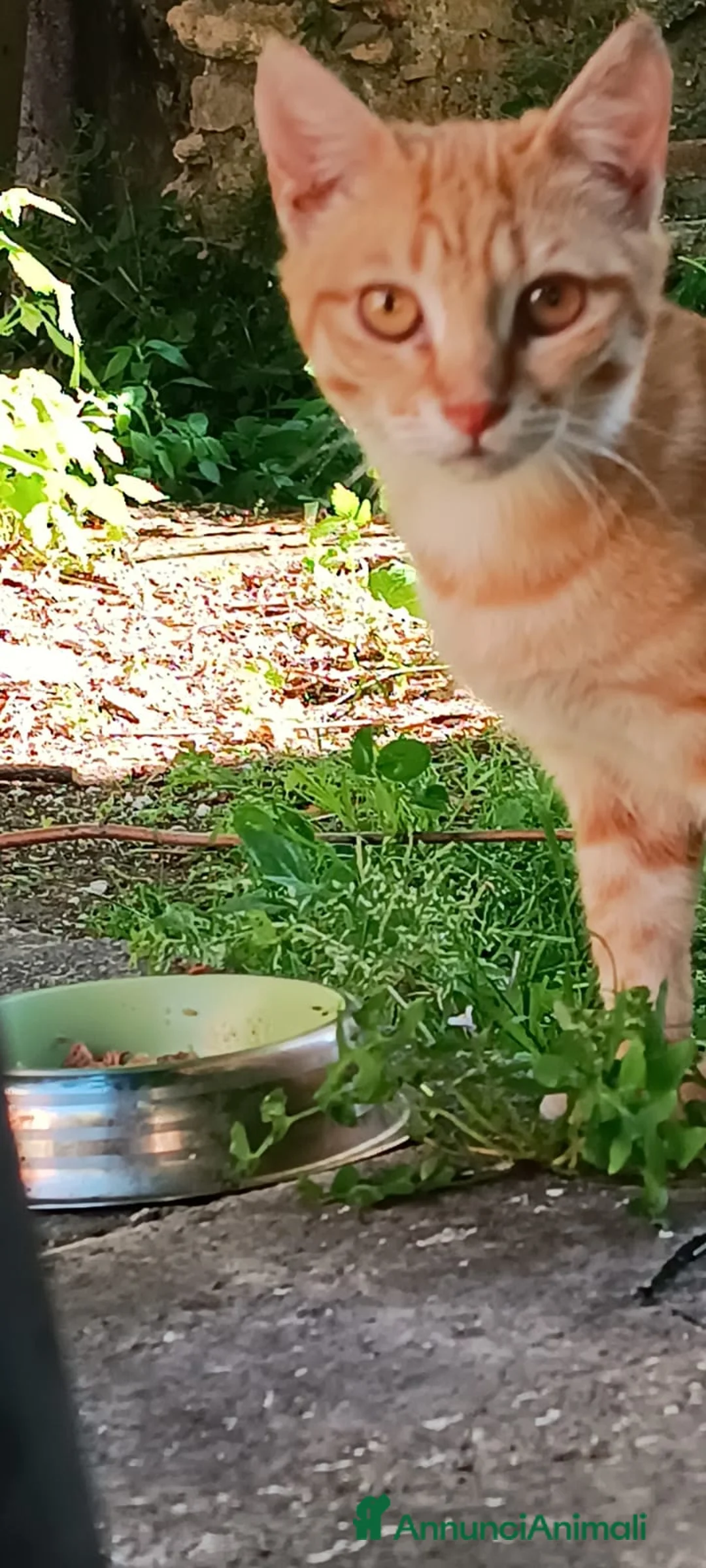 Europeo gatti in regalo: BRIOSCINA GATTIN DOLCISSIMA a Città metropolitana di Roma Capitale - Annuncio 2