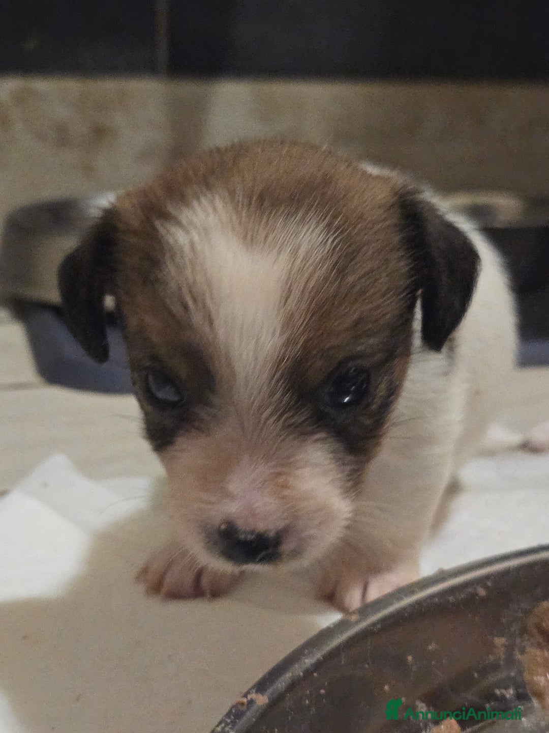 Jack Russell cani in vendita: Cuccioli Jack Russell Terrier - Annuncio 10