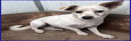 Meticcio cani in regalo: GIOIA giovane timidina - 8kg a Città metropolitana di Milano - Annuncio 5