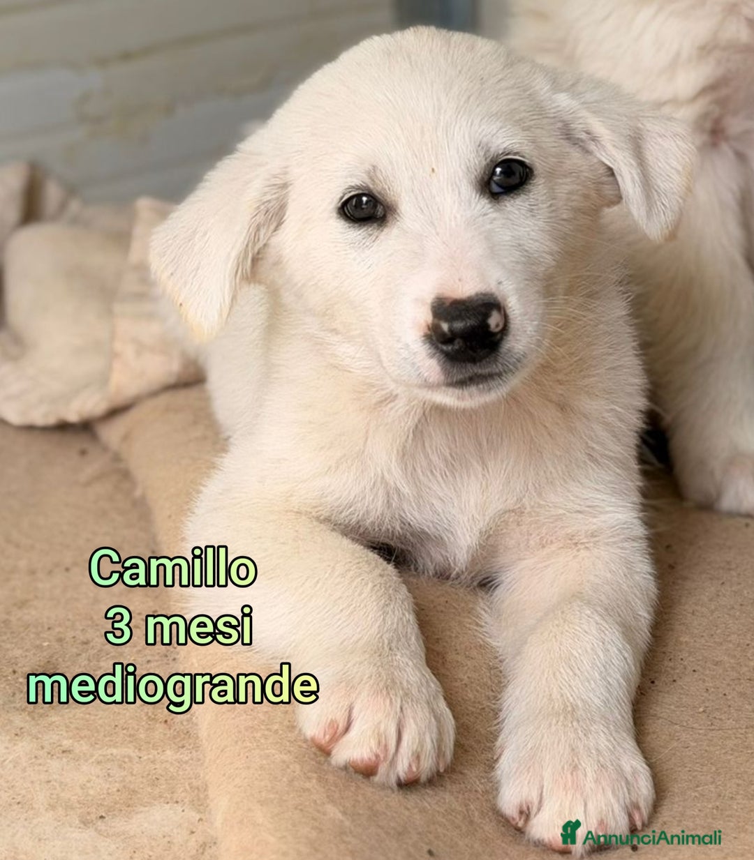 Meticcio cani in regalo: CUCCIOLI ABBANDONATI: EMERGENZA  - Annuncio 8