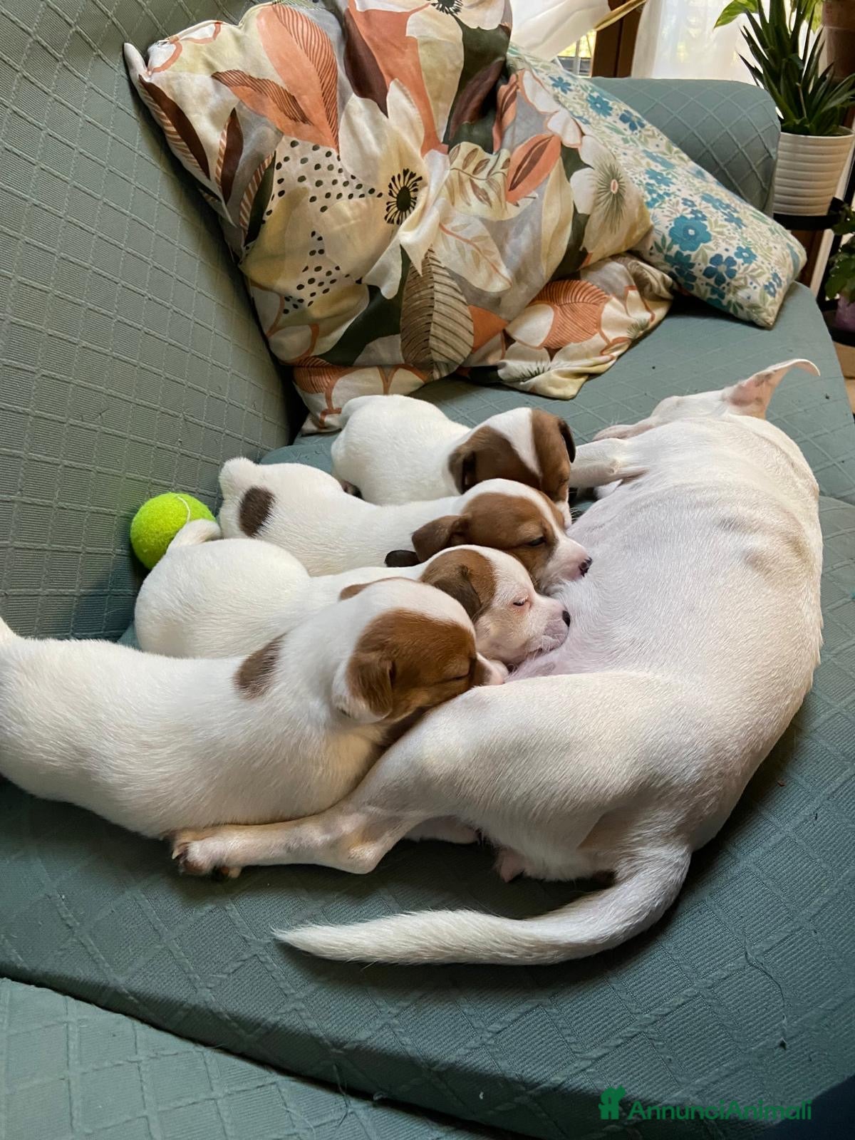 Jack Russell cani Cuccioli jack russell - Annuncio 2