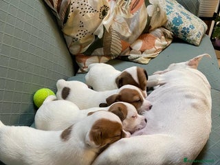 Jack Russell cani Cuccioli jack russell - Annuncio 12