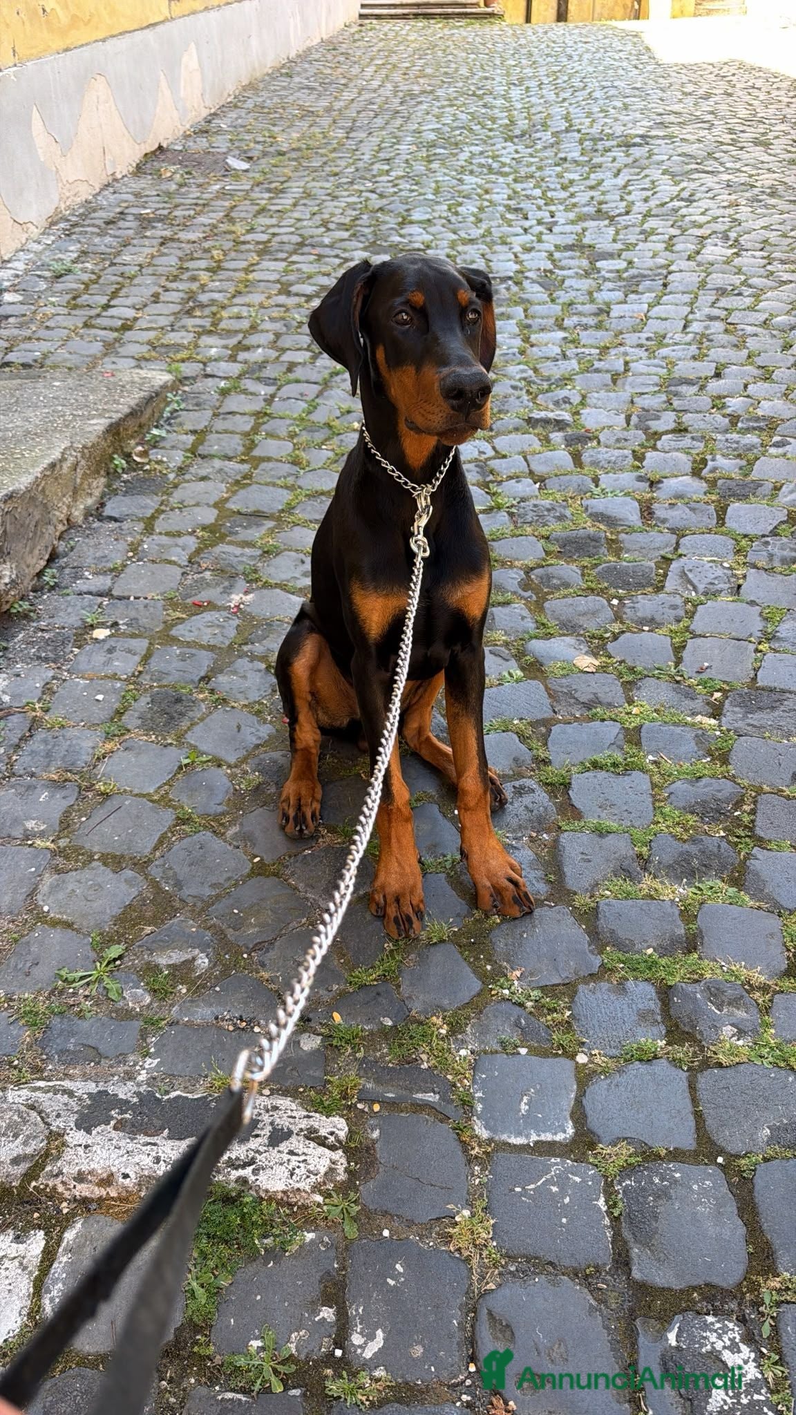 Dobermann cani Cucciolo Dobermann Pedigree - Annuncio 1