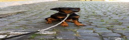 Dobermann cani in vendita: Cucciolo Dobermann Pedigree a Città metropolitana di Roma Capitale - Annuncio 1