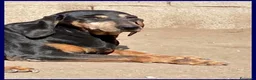 Meticcio cani in regalo: DAIMA tranquilla e buona - Annuncio 4