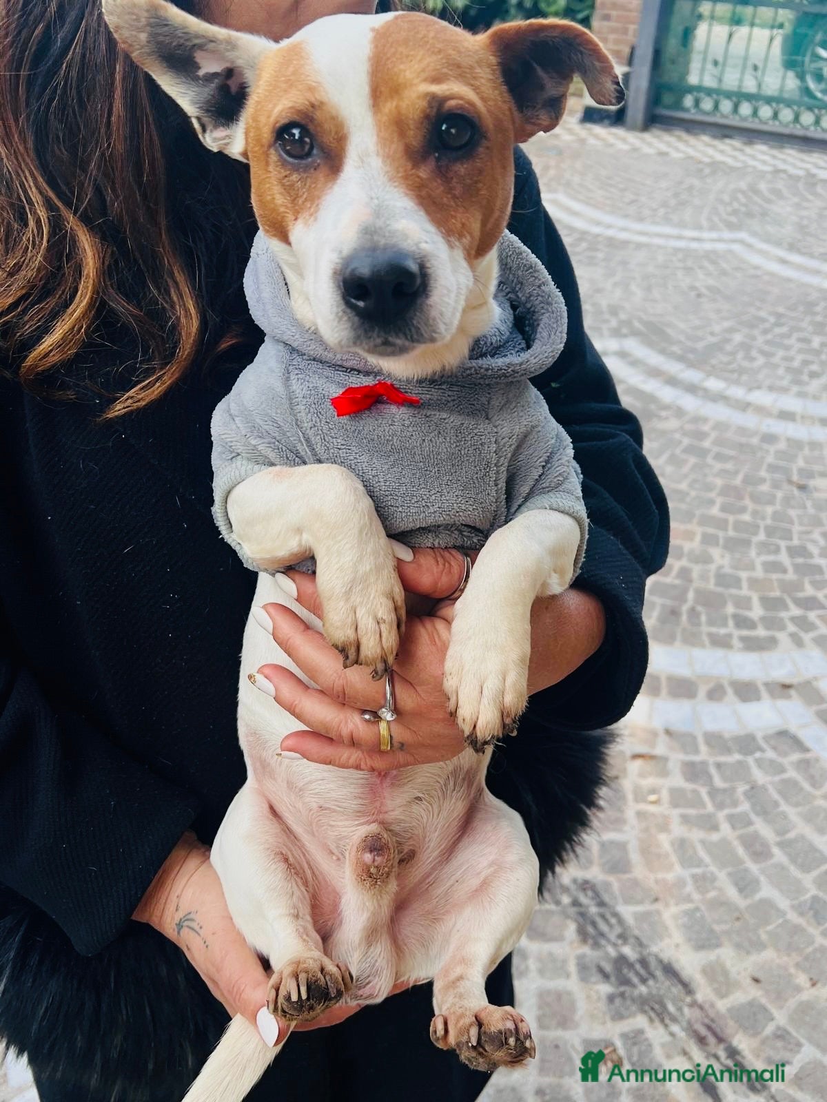 Jack Russell cani Jack Russell maschio 1 anno e mezzo - Annuncio 2